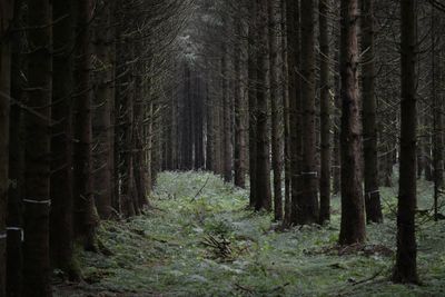 Trees in forest