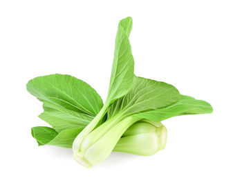 Close-up of leaf against white background