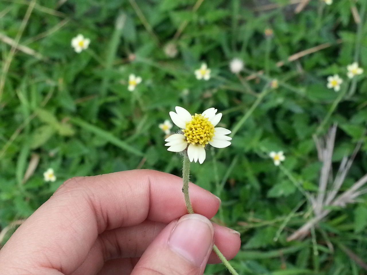 CLOSE-UP OF HAND HOLDING YELLOW FLOWERS AGAINST BLURRED BACKGROUND