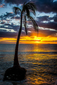 Silhouette tree against sea during sunset