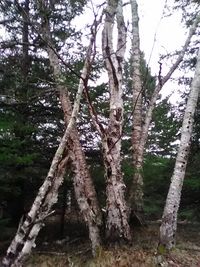 Low angle view of trees in forest