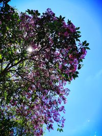 Low angle view of cherry blossoms against sky