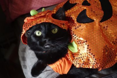 Cat in fish costume