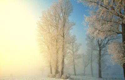 Trees on snow covered land against sky