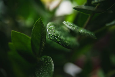 Close-up of raindrops on plant leaves