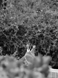 Close-up of hand on plants growing on field