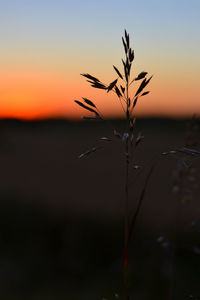 Silhouette plant growing against sky during sunset