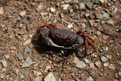 Close-up of frog on rock