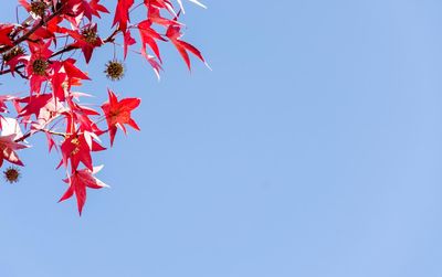 Low angle view of maple tree against clear blue sky