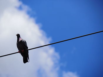 Low angle view of bird perching on cable against sky