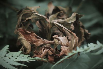 Close-up of dried plant with dry leaves