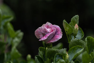 Close-up of pink rose