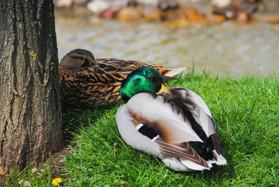 Close-up of mallard duck on field