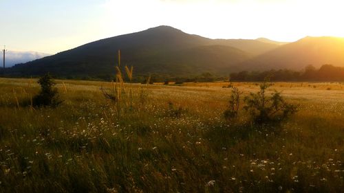 Scenic view of field against sky during sunset