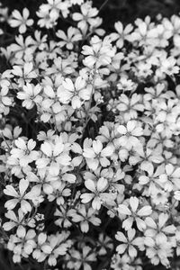 High angle view of white flowers blooming outdoors