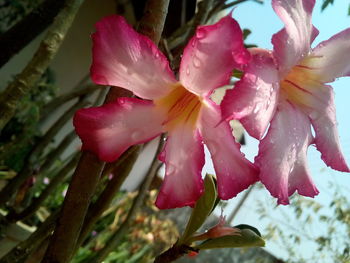 Close-up of pink flowers