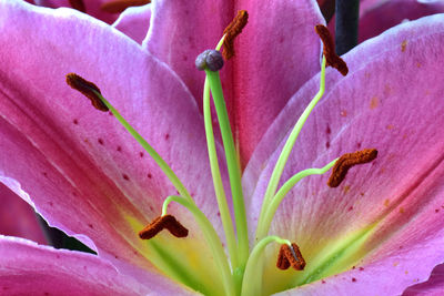 Close-up of pink lily