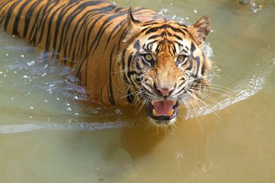 Full frame shot of cat drinking water