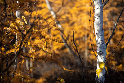 Close-up of yellow autumn tree