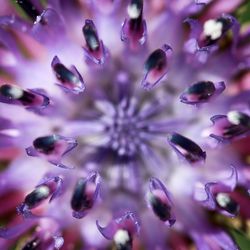 Macro shot of purple flowering plants