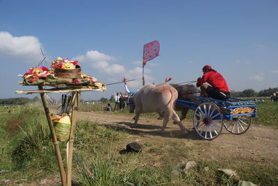 Horses on a field