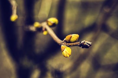 Close-up of yellow buds on twig