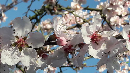 Low angle view of blooming tree against sky