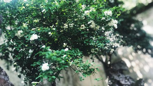 Close-up of flowering plant against trees