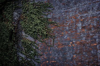 Ivy growing on tree