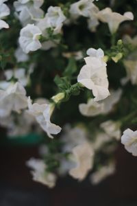 Close-up of white flowering plant