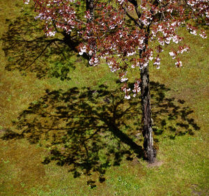 Fresh flower tree in park