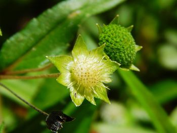 Close-up of flowering plant