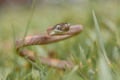 Close-up of a lizard on a land