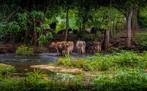 Horses in forest