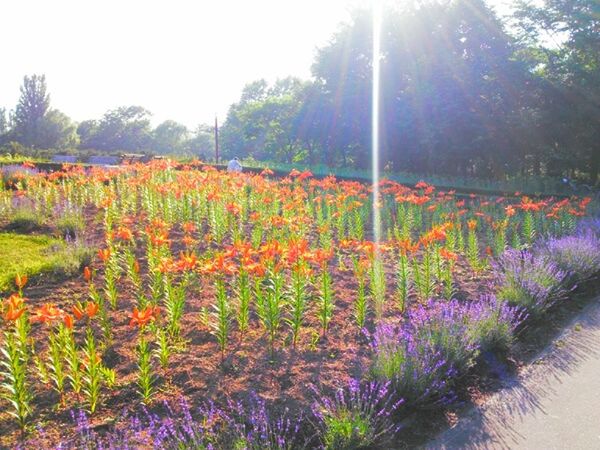 flower, growth, beauty in nature, nature, tree, plant, freshness, tranquility, tranquil scene, field, sunlight, fragility, blooming, scenics, landscape, clear sky, growing, park - man made space, in bloom, day