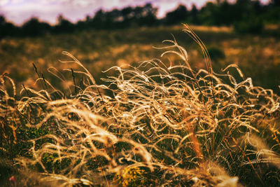 Close-up of plants growing on field