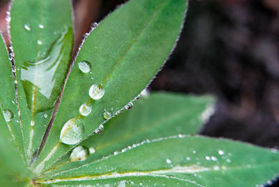 Close-up of raindrops on leaves