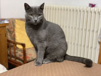 Portrait of cat sitting on table at home