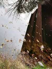 Tree by lake during winter