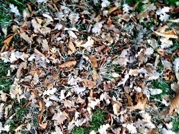 Full frame shot of dry leaves on field