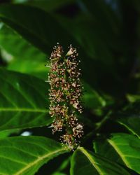 Close-up of flower plant