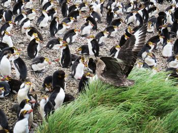 High angle view of birds in lake