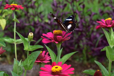 Butterfly pollinating on pink flower