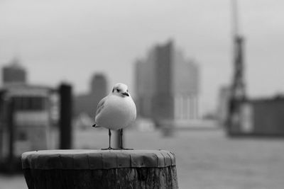 Bird perching on wood