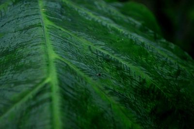 Close-up of wet leaf