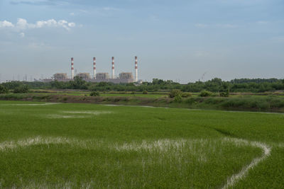 Scenic view of agricultural field against sky