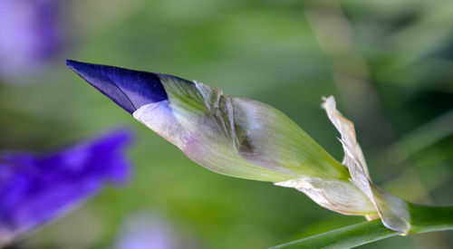 Close-up of purple flowering plant