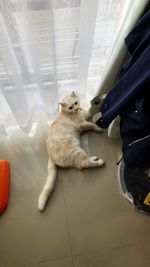 High angle view of cat relaxing on floor