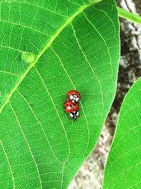 Close-up of insect on leaf