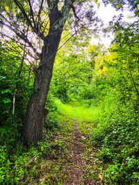 Trees in forest